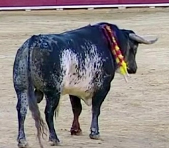 Lorenzo, il toro che ha vinto la corrida
