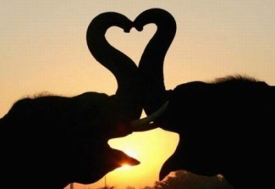immagini-amore-gratis-elefanti